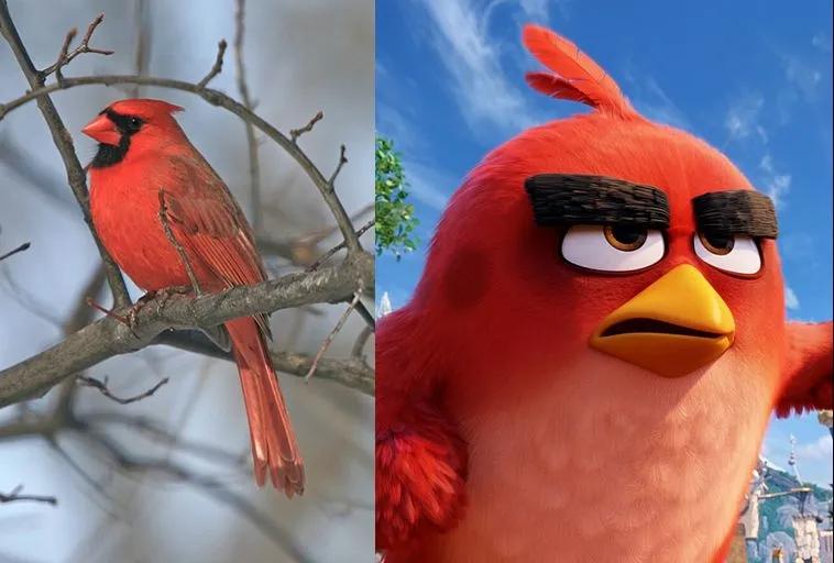 愤怒的小鸟鸟类介绍，愤怒的小鸟2特殊4个鸟介绍
